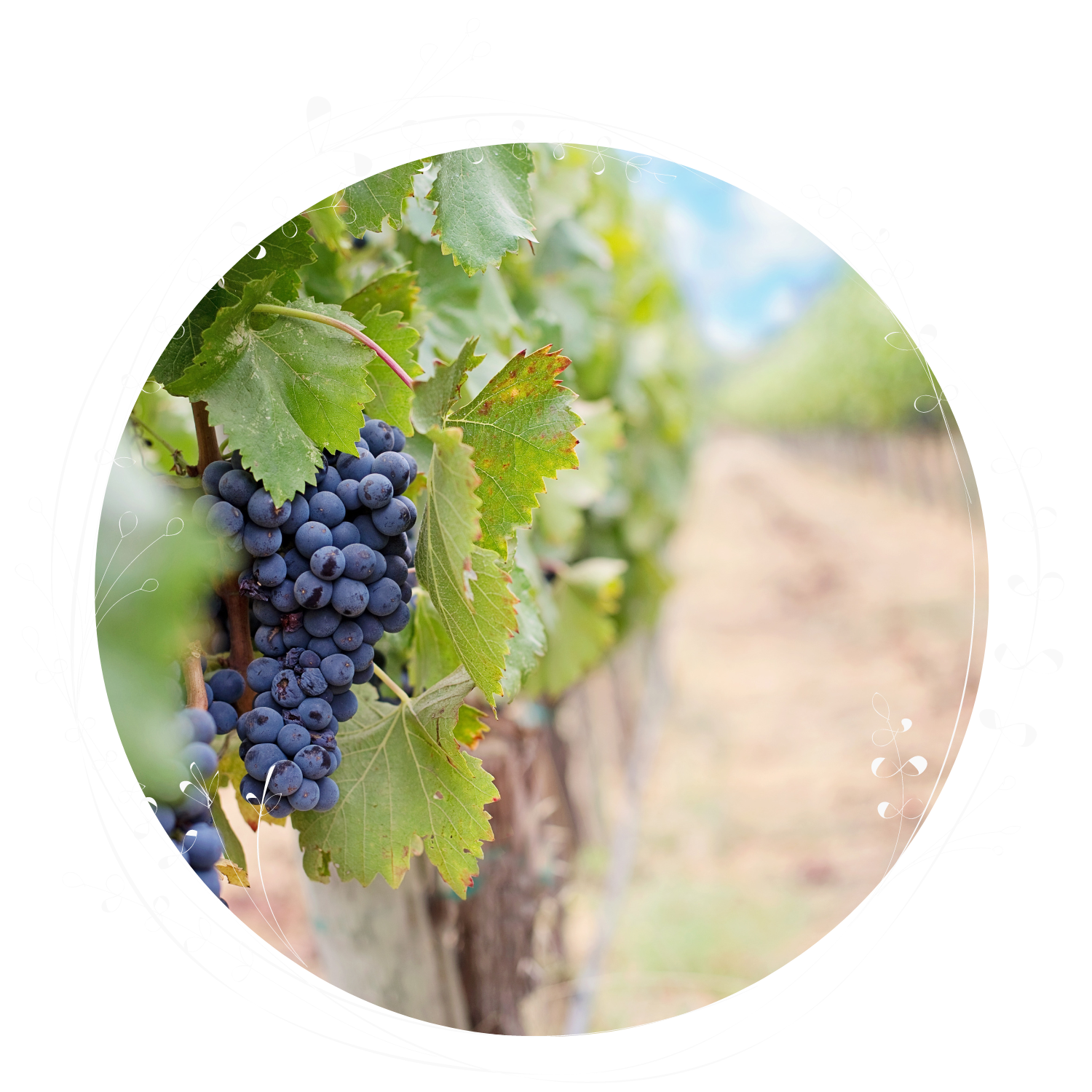 Winery